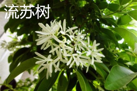 流蘇樹，花.jpg