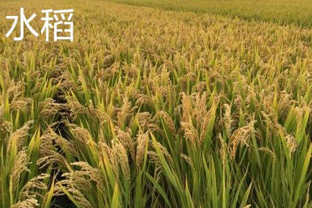 水稻，植株.jpg