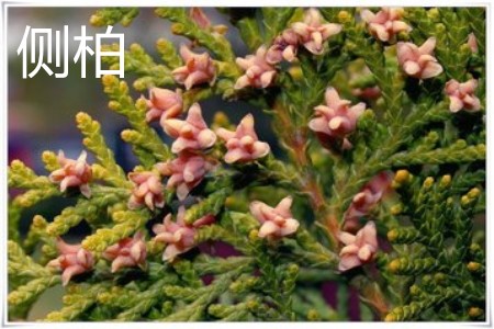 側(cè)柏