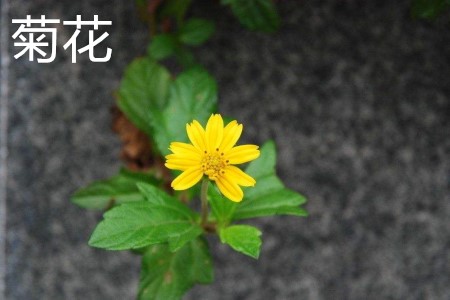 菊花，葉.jpg