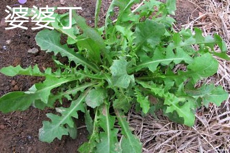 婆婆丁，葉.jpg