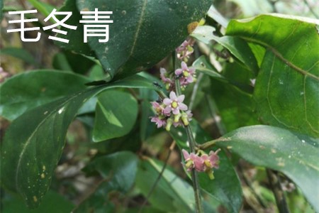 毛冬青，花.jpg