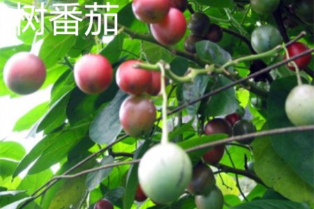 樹番茄，葉.jpg