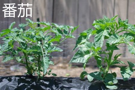 番茄，葉子.jpg