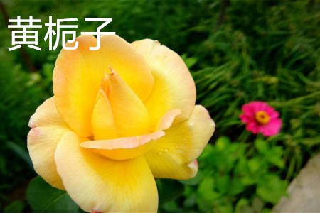 黃梔子，花.jpg
