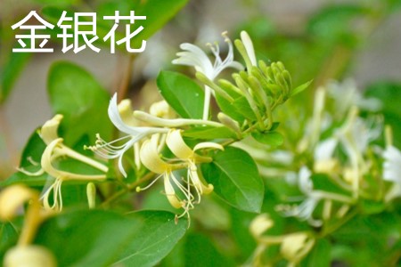 金銀花葉.jpg