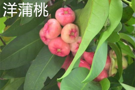 洋蒲桃，葉子.jpg