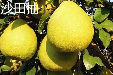 沙田柚，果實(shí).jpg