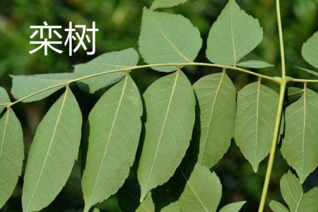 欒樹