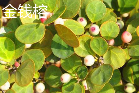 金錢榕