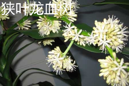 狹葉龍血樹