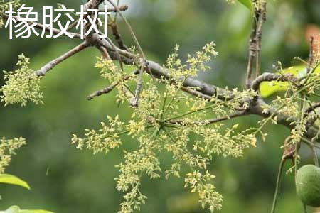 橡膠樹