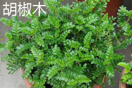 胡椒木