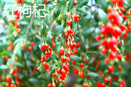 紅枸杞