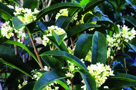 桂花 桂花