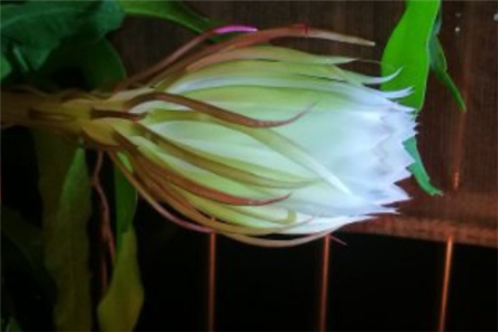 曇花 曇花