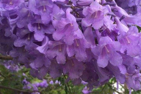 藍(lán)花楹