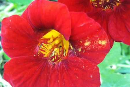 金蓮花