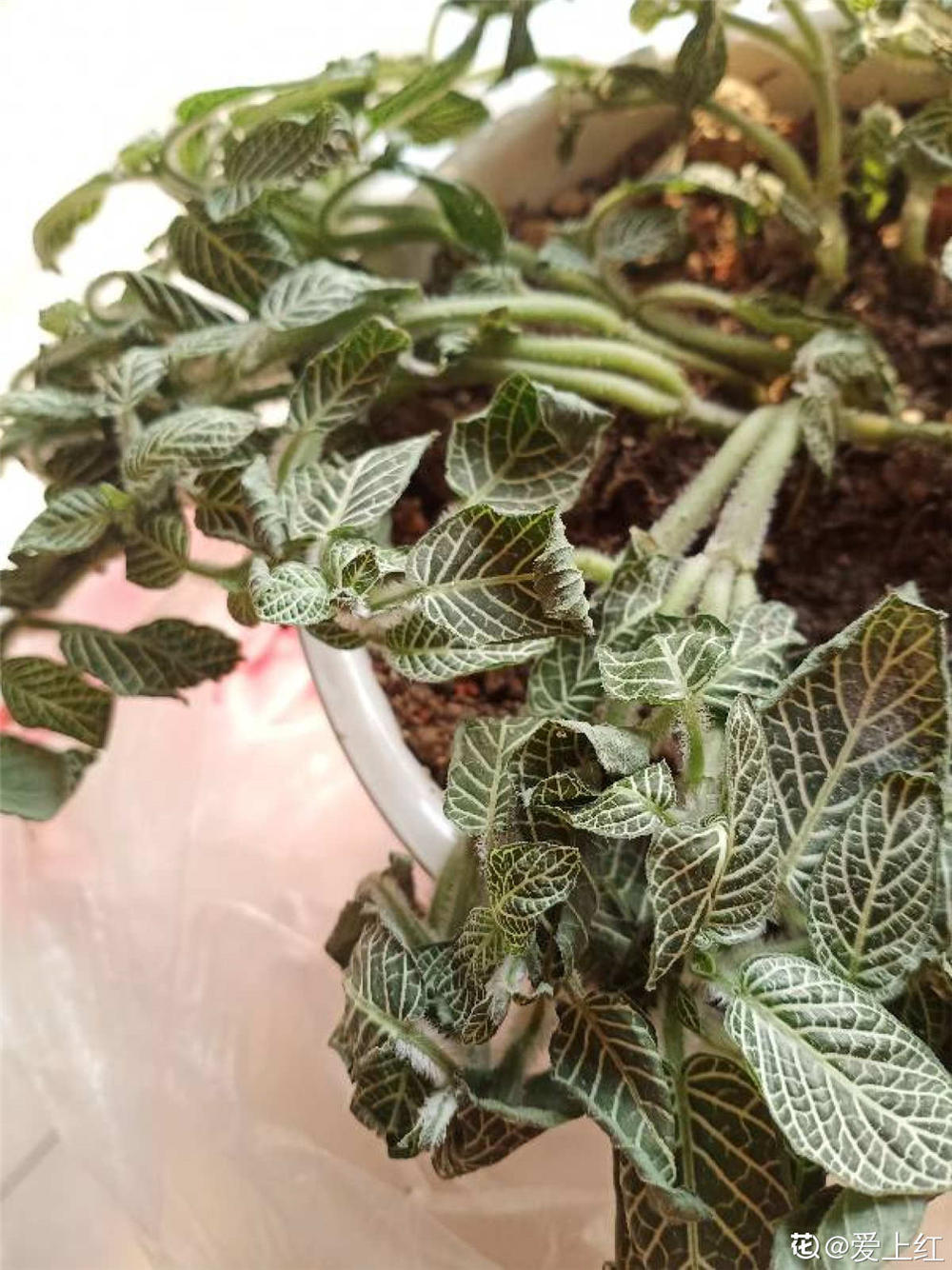 網(wǎng)紋草