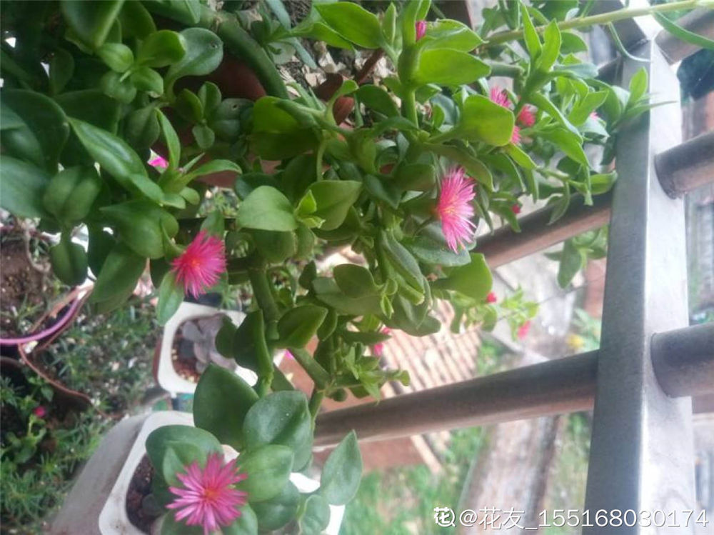 牡丹吊蘭 牡丹吊蘭