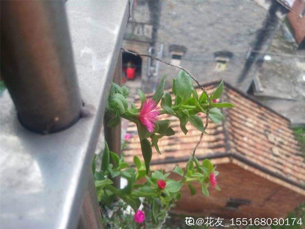 牡丹吊蘭 牡丹吊蘭