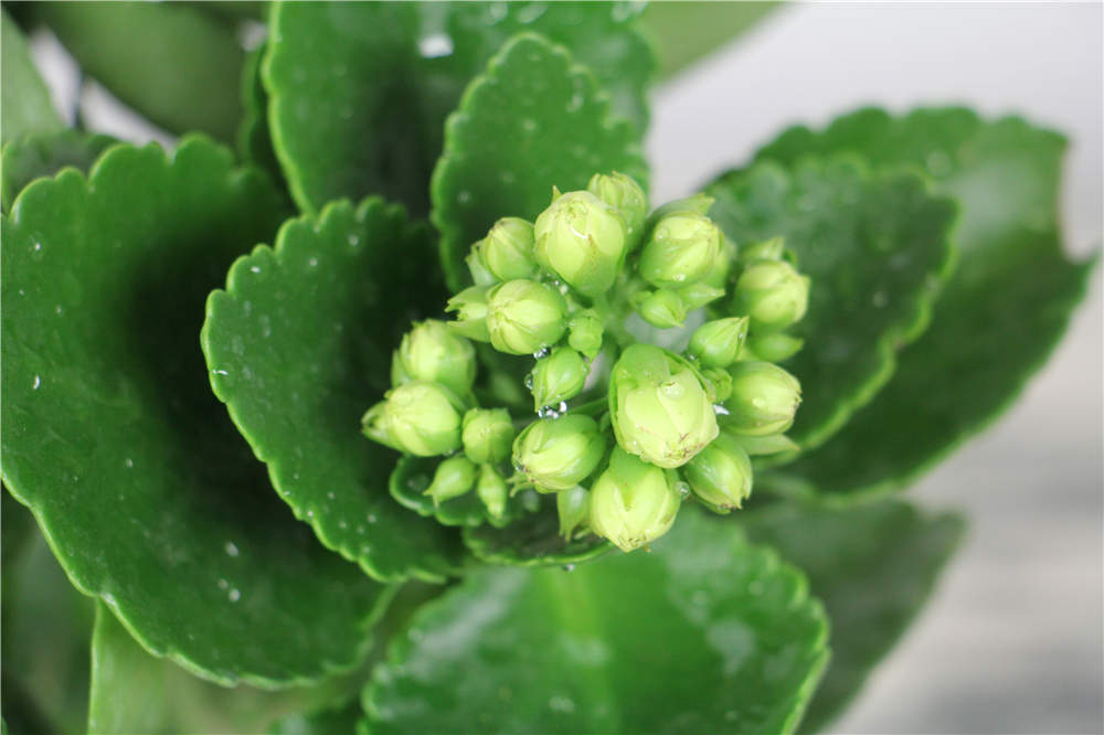 長(zhǎng)壽花
