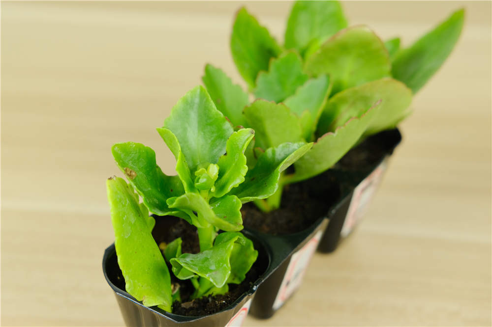 長(zhǎng)壽花