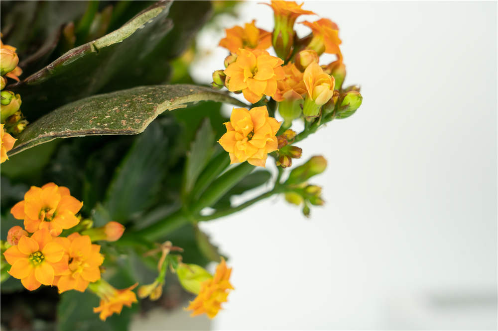長(zhǎng)壽花