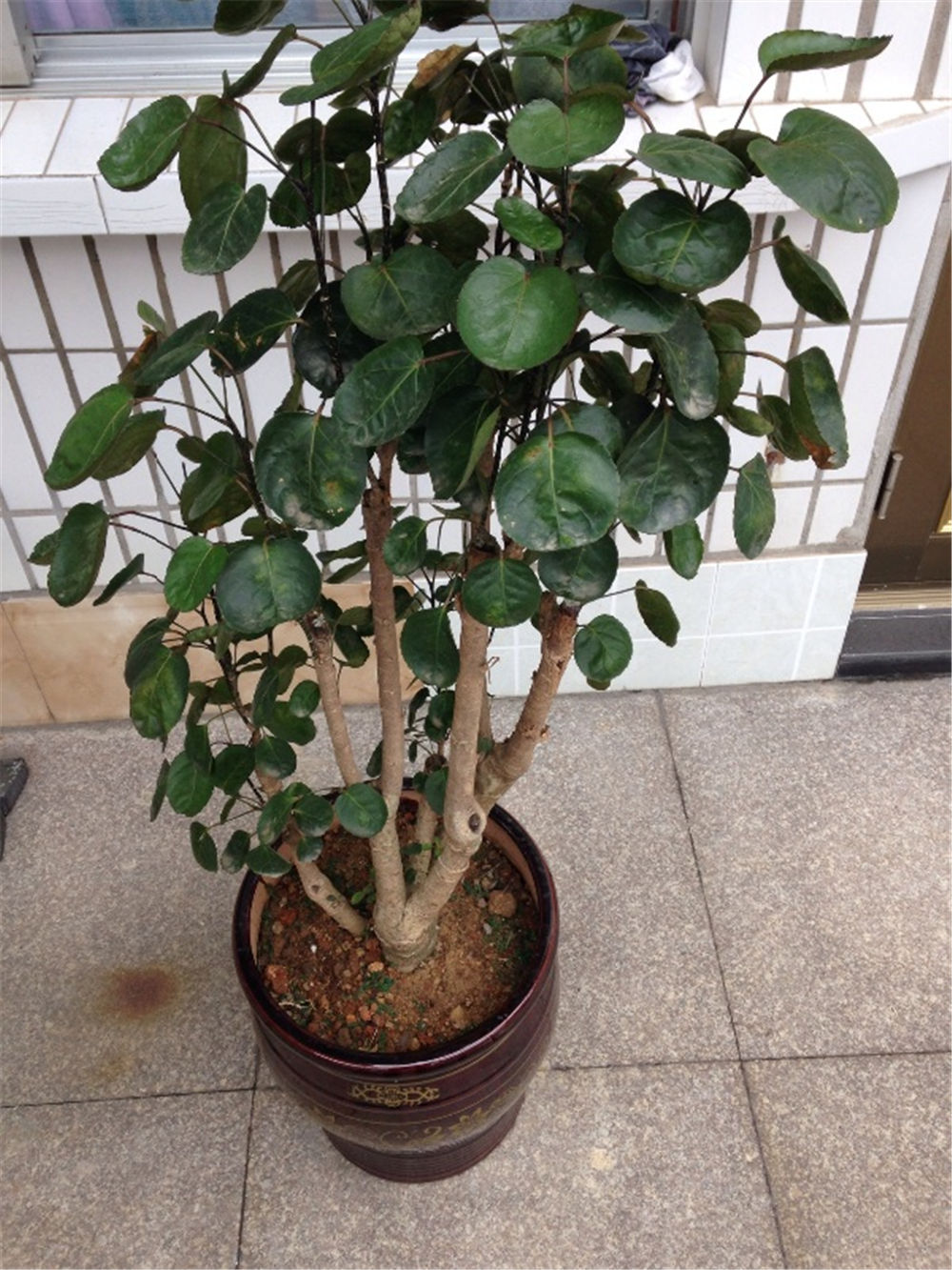 金錢兜 金錢兜
