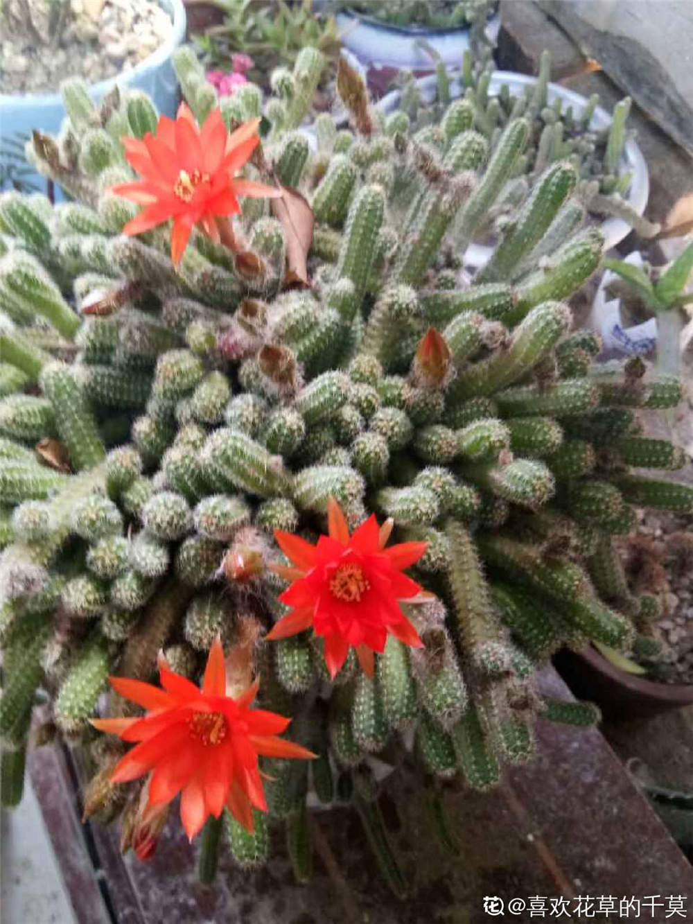 鼠尾掌 鼠尾掌