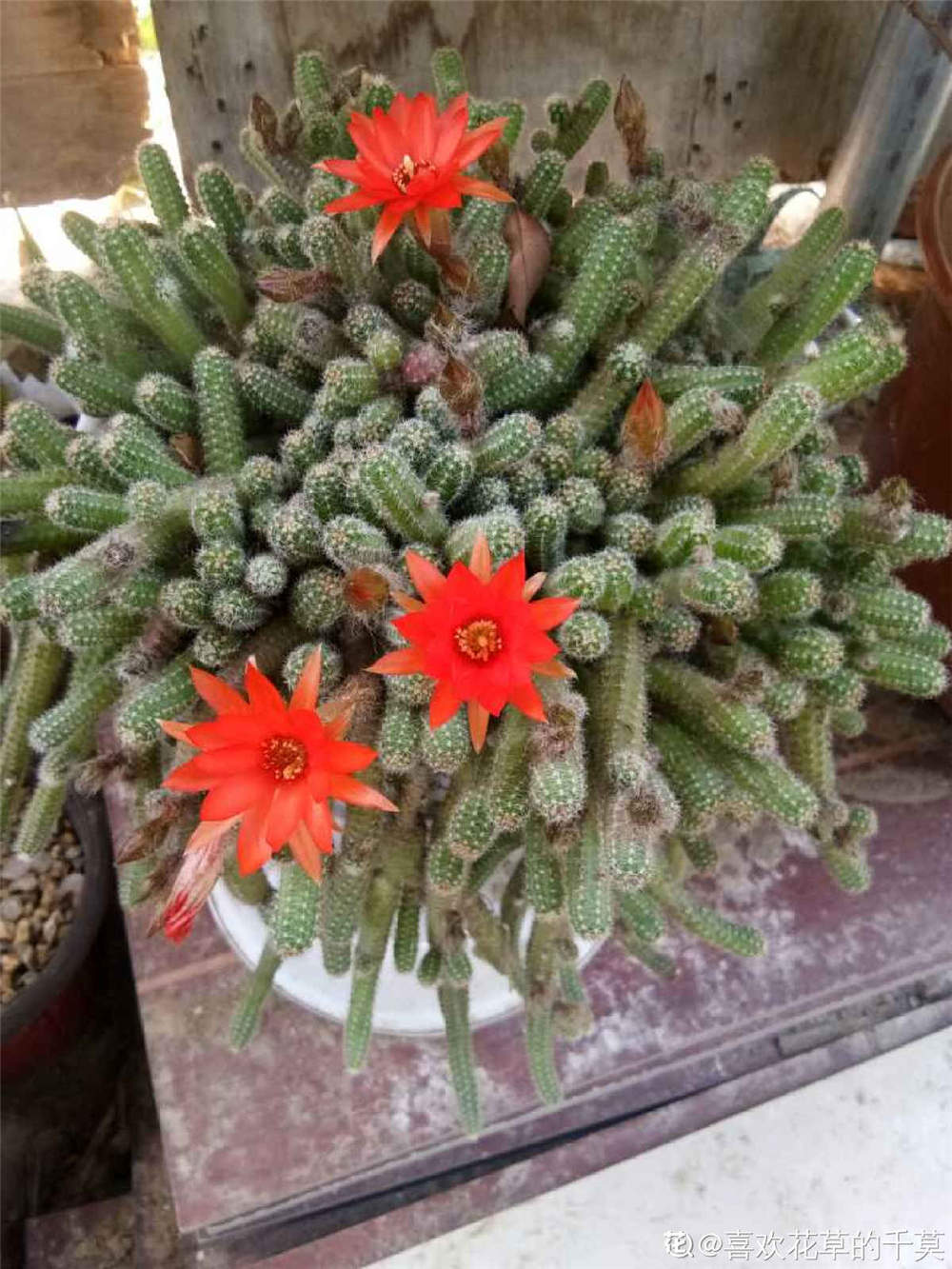 鼠尾掌 鼠尾掌