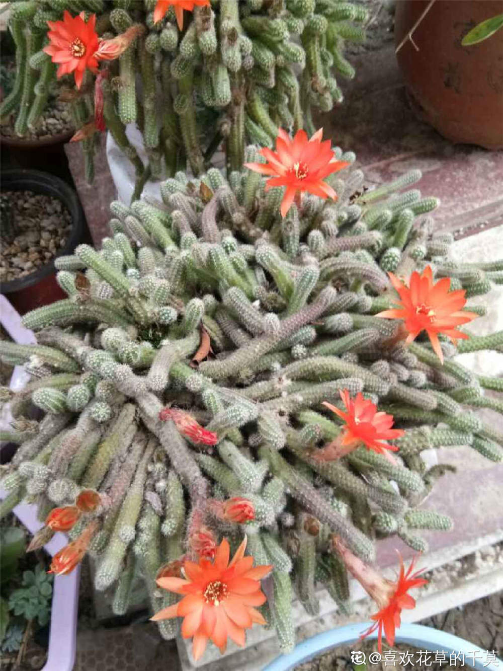 鼠尾掌 鼠尾掌