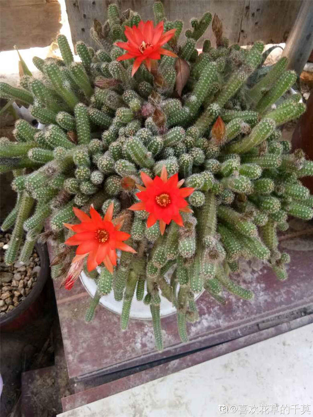 鼠尾掌 鼠尾掌