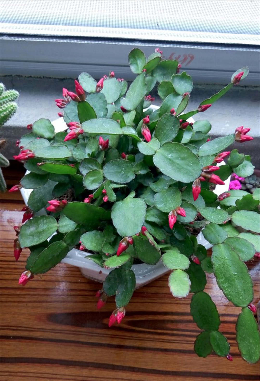 假曇花 假曇花