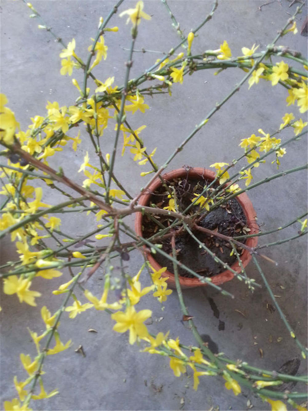 迎春花