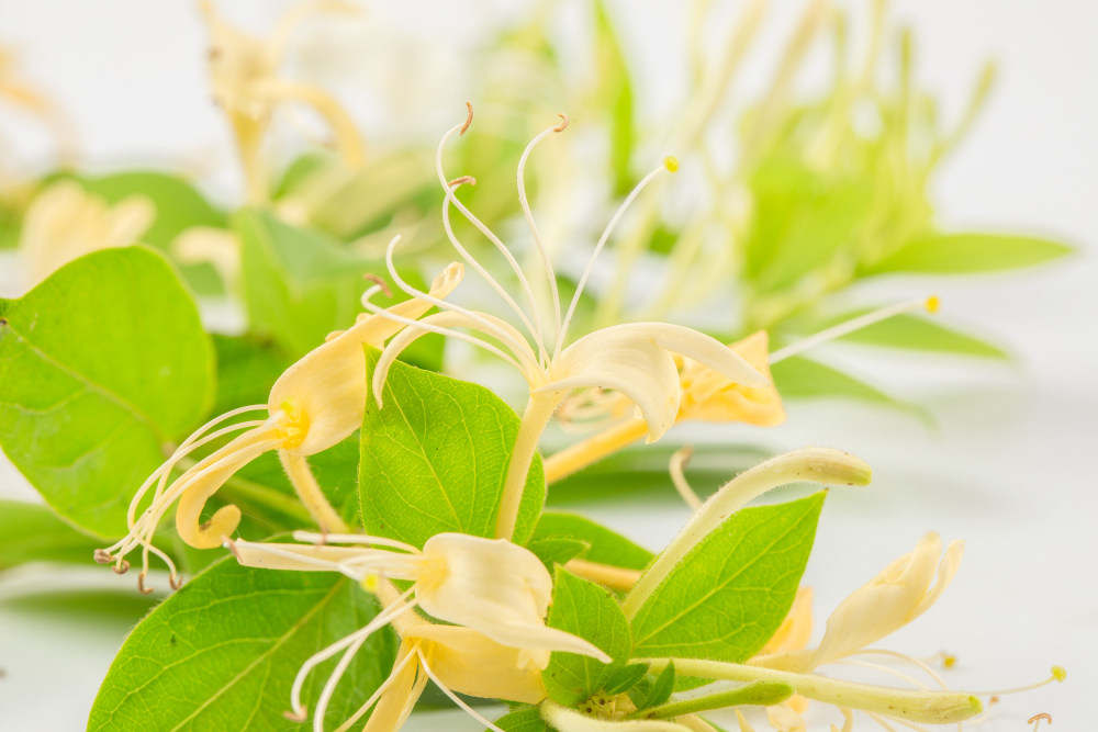 金銀花