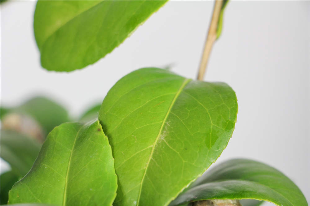 茶花 茶花
