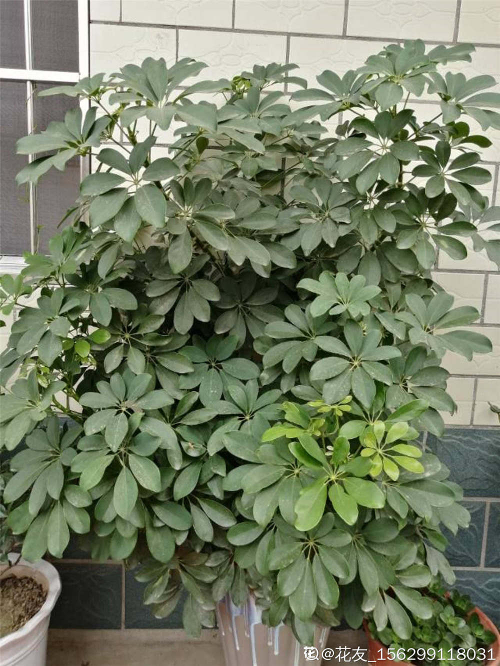 鴨掌木 鴨掌木